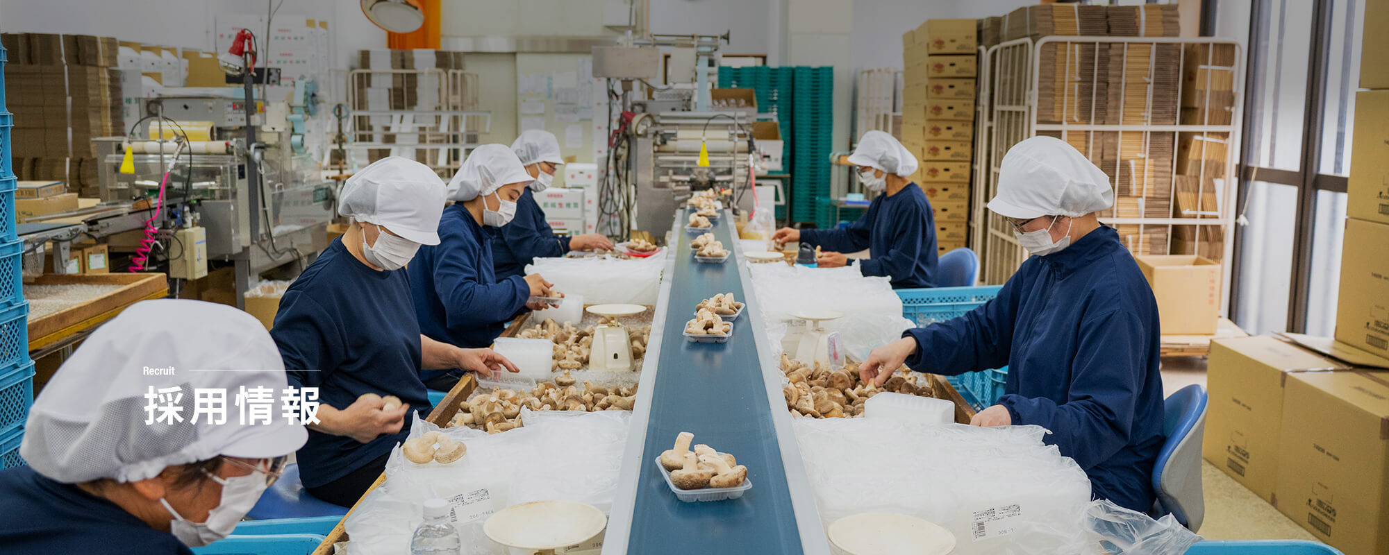 採用情報